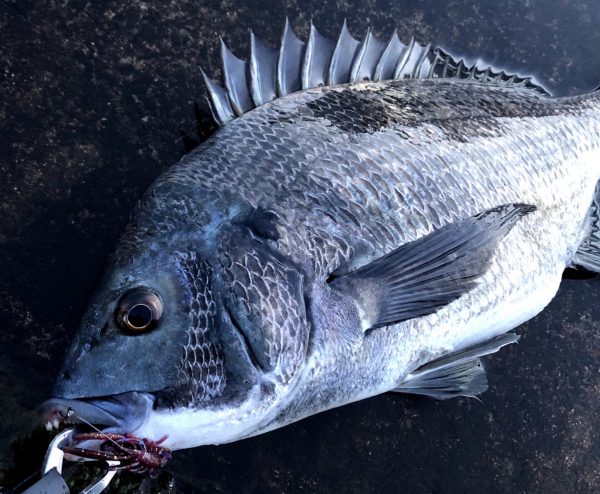 東京湾奥のチヌをルアーで釣る なかやまんの関西 釣 訪記